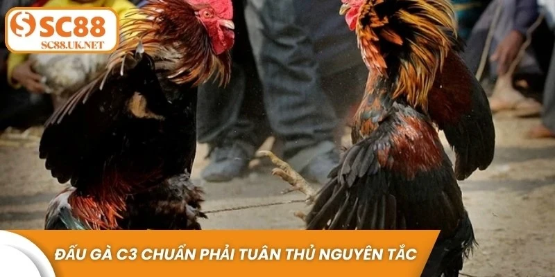 Một trận đấu gà C3 chuẩn phải tuân thủ các nguyên tắc