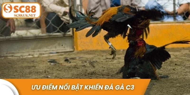 Ưu điểm nổi bật khiến đá gà C3 được ưa chuộng