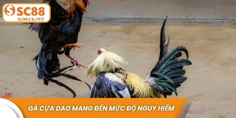 Gà cựa dao mang đến mức độ nguy hiểm nhờ những đòn tấn công hiểm hóc