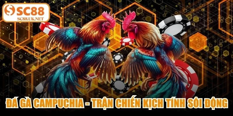 Đá Gà Campuchia - Các Trận Chiến Kịch Tính Và Sôi Động