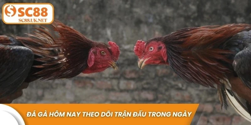Đá gà hôm nay là hình thức theo dõi và tham gia các trận đấu diễn ra trong ngày