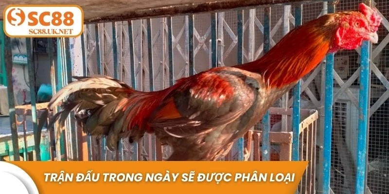 Mỗi trận đấu trong ngày sẽ được phân loại theo trọng lượng, kỹ năng