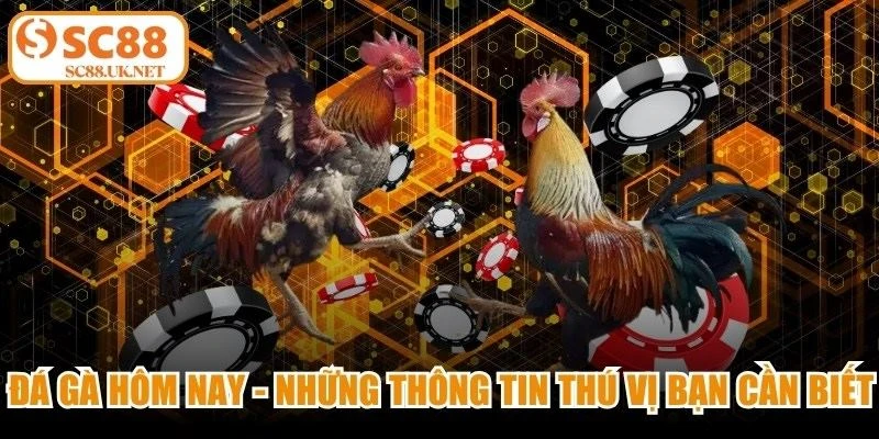 Đá Gà Hôm Nay - Những Thông Tin Thú Vị Bạn Cần Biết