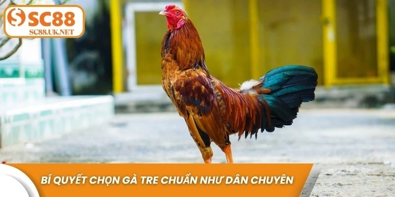 Bí quyết chọn gà tre chuẩn như dân chuyên
