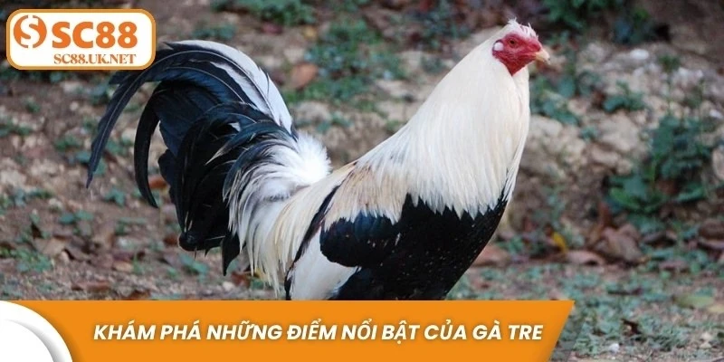 Khám phá những điểm nổi bật của gà tre