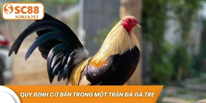 Quy định cơ bản trong một trận đá gà tre