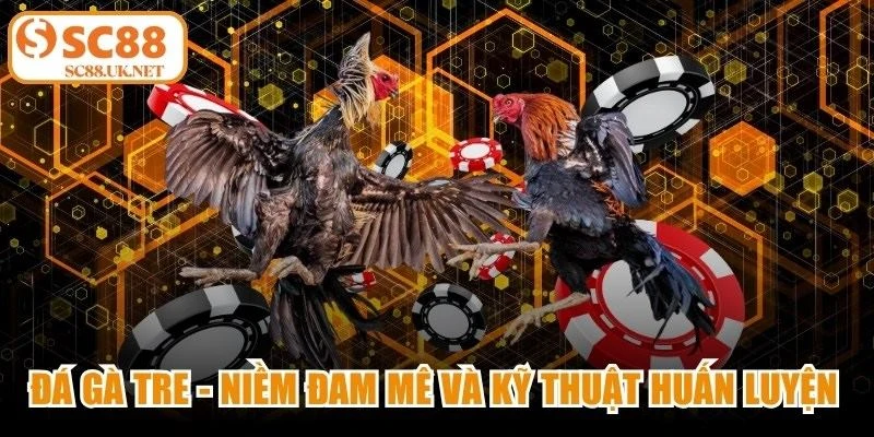 Đá Gà Tre - Niềm Đam Mê Và Kỹ Thuật Huấn Luyện Gà Chiến