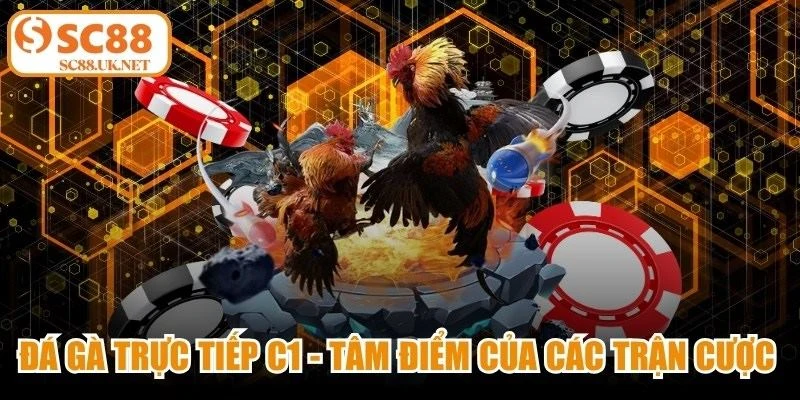 Đá Gà Trực Tiếp C1 - Tâm Điểm Của Các Trận Cược Đỉnh Cao