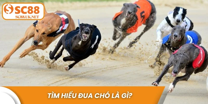 Tìm hiểu đua chó là gì?