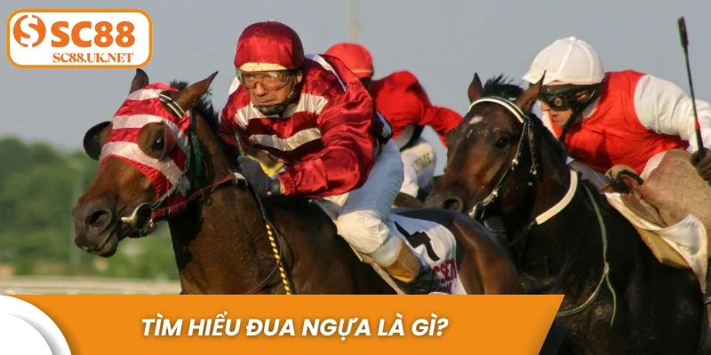 Tìm hiểu đua ngựa là gì?