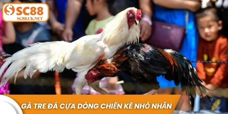 Gà tre đá cựa là dòng chiến kê nhỏ nhắn nhưng cực kỳ nhanh nhẹn