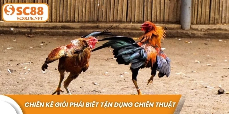 Một chiến kê giỏi còn phải biết tận dụng chiến thuật di chuyển thông minh