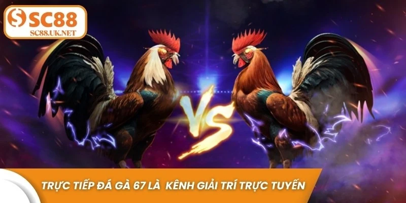 Trực tiếp đá gà 67 là một trong những kênh giải trí trực tuyến