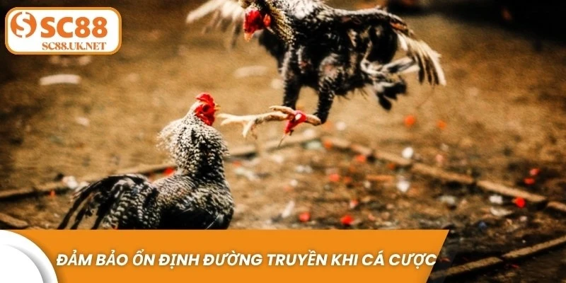 Đảm bảo ổn định đường truyền khi trải nghiệm cá cược