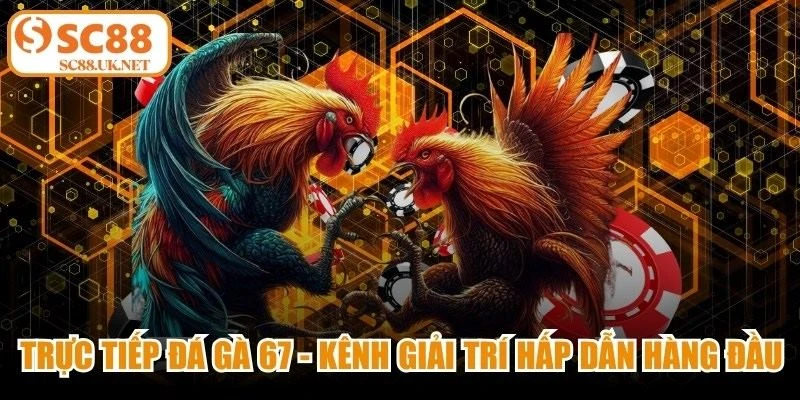 Trực Tiếp Đá Gà 67 - Kênh Giải Trí Hấp Dẫn Hàng Đầu